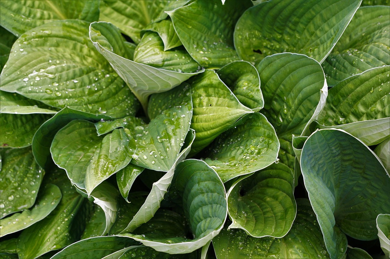 Plod — Hosta Patriot