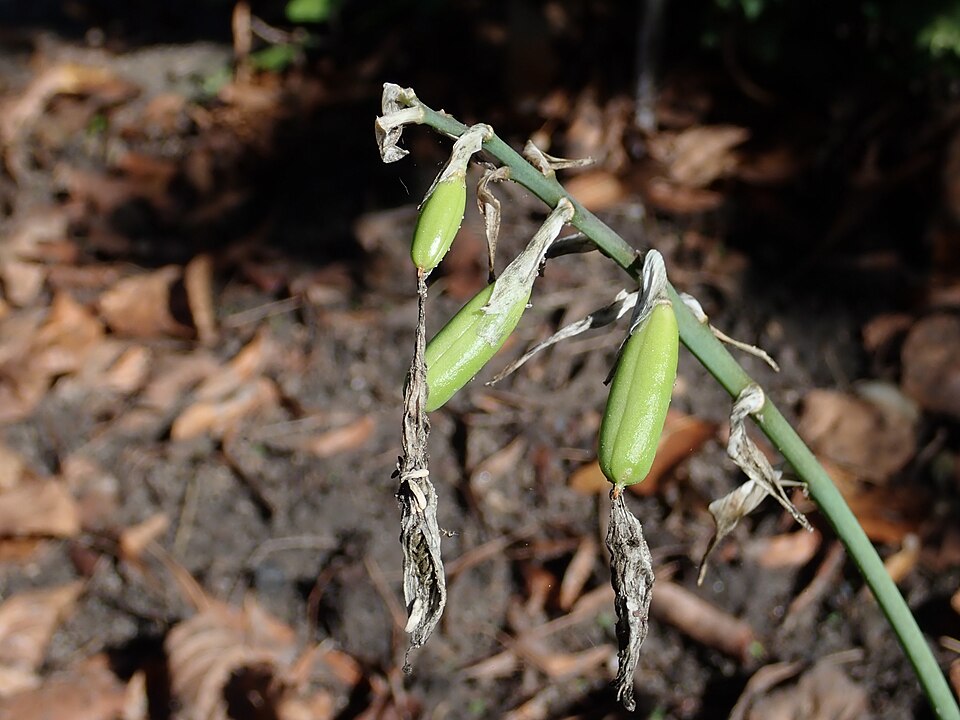 Plod — Hosta Blue Angel