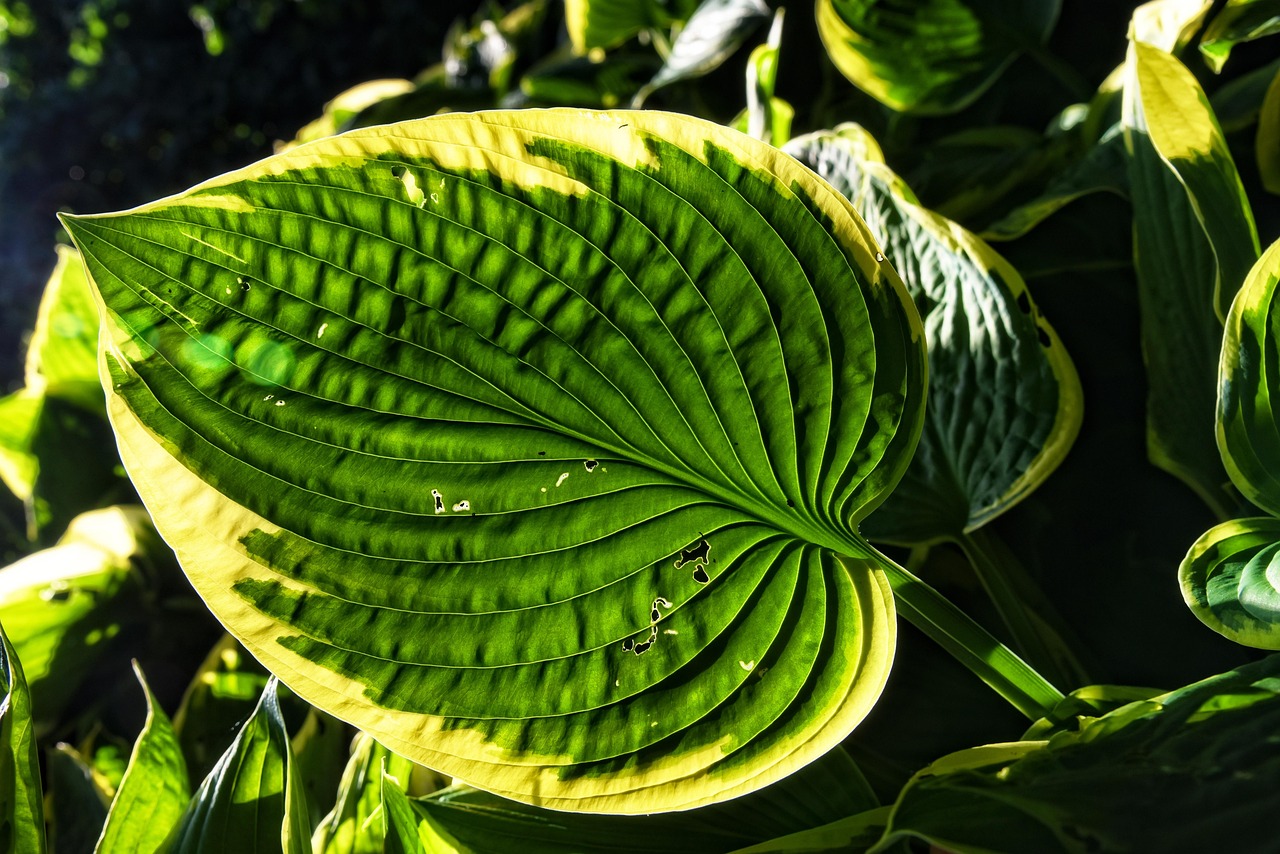 Plod — Hosta Fire Island