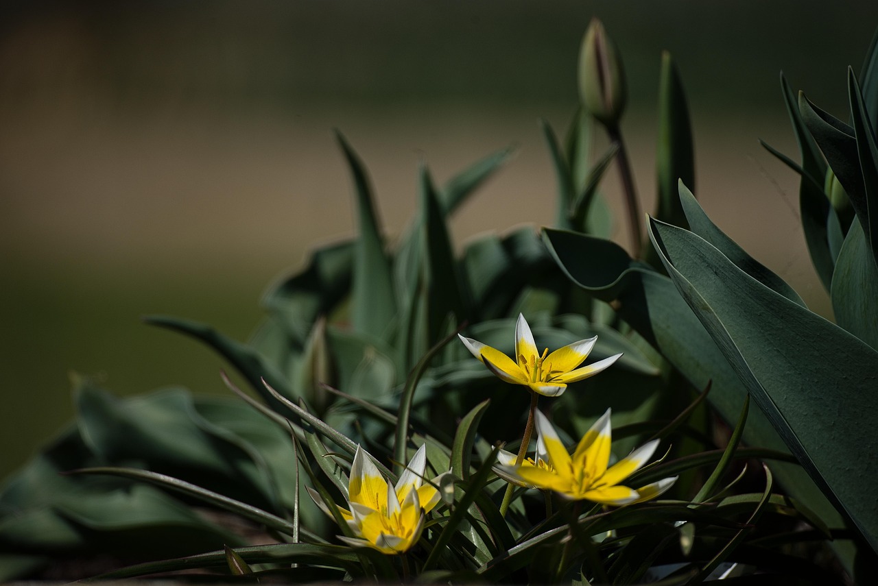 Plod — Tulipán Darwinův hybrid