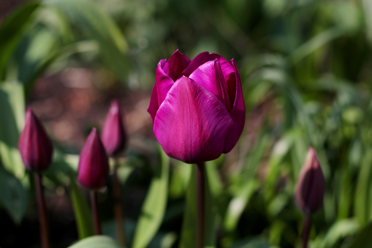 Plod — Tulipán Triumph