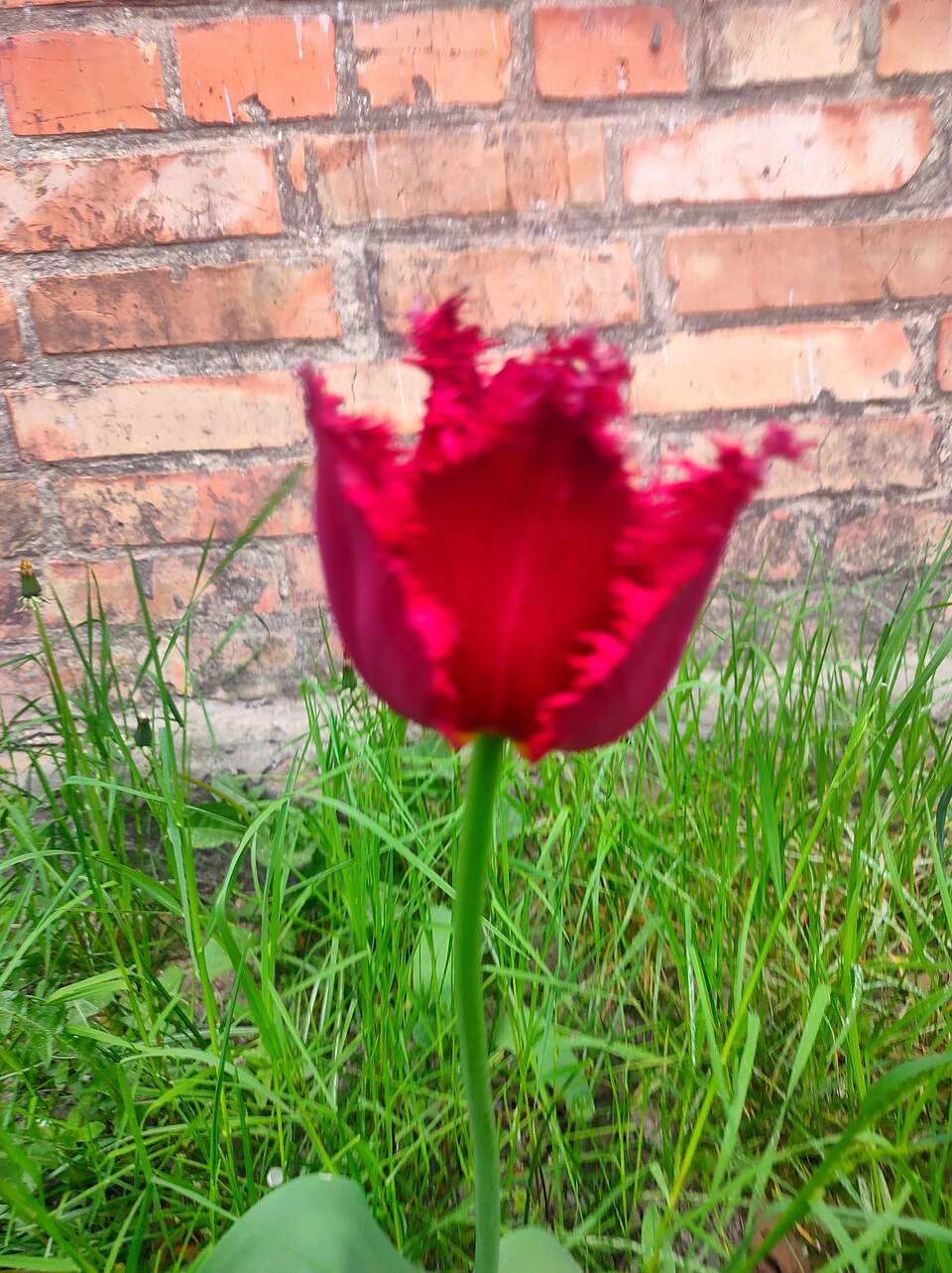 Plod — Tulipán liliokvětý