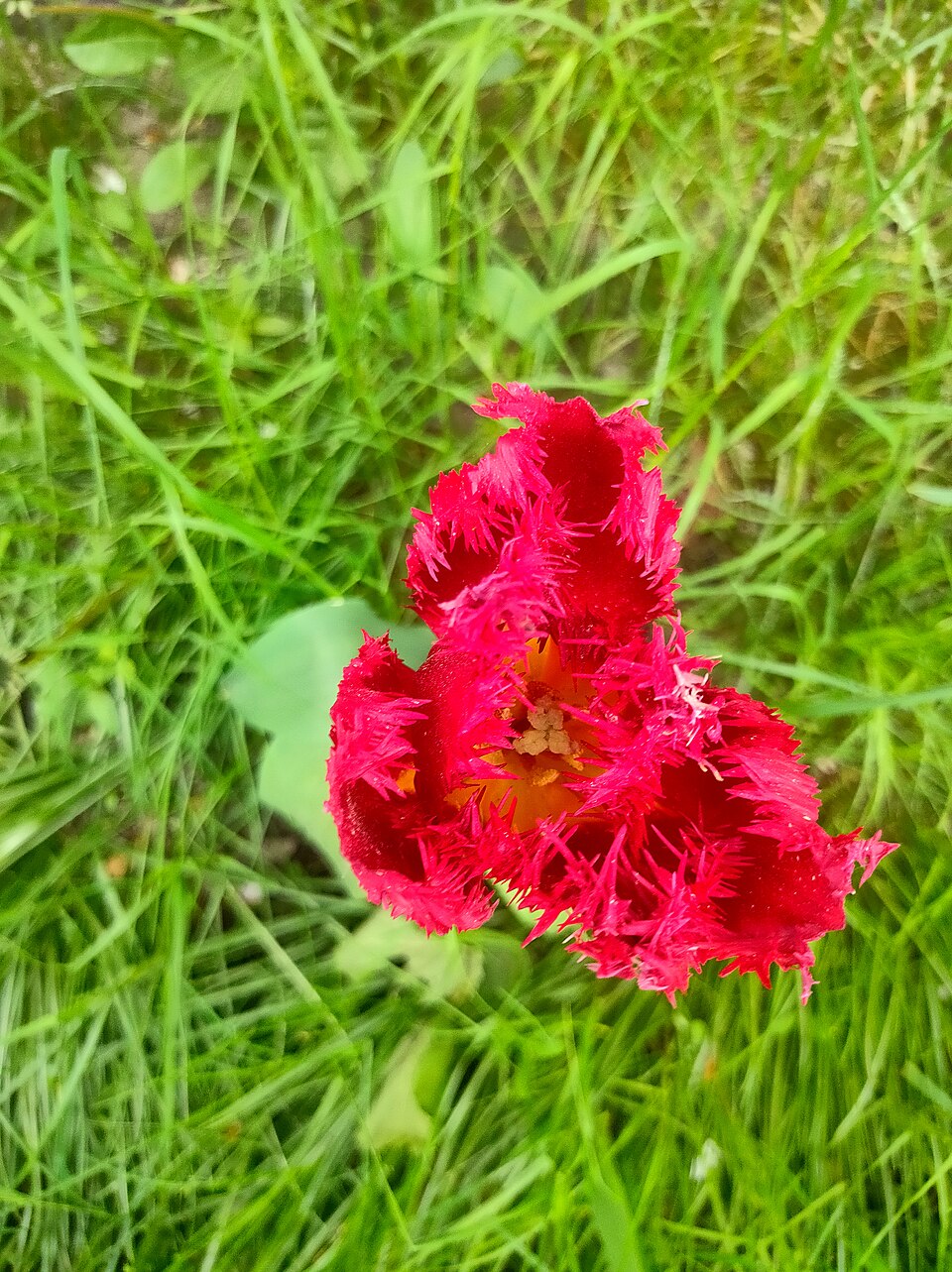 Plod — Tulipán třásnitý