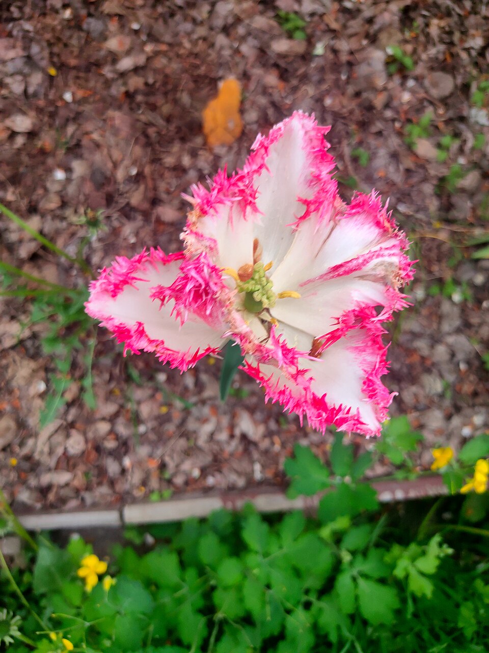 Plod — Tulipán plnokvětý pozdní