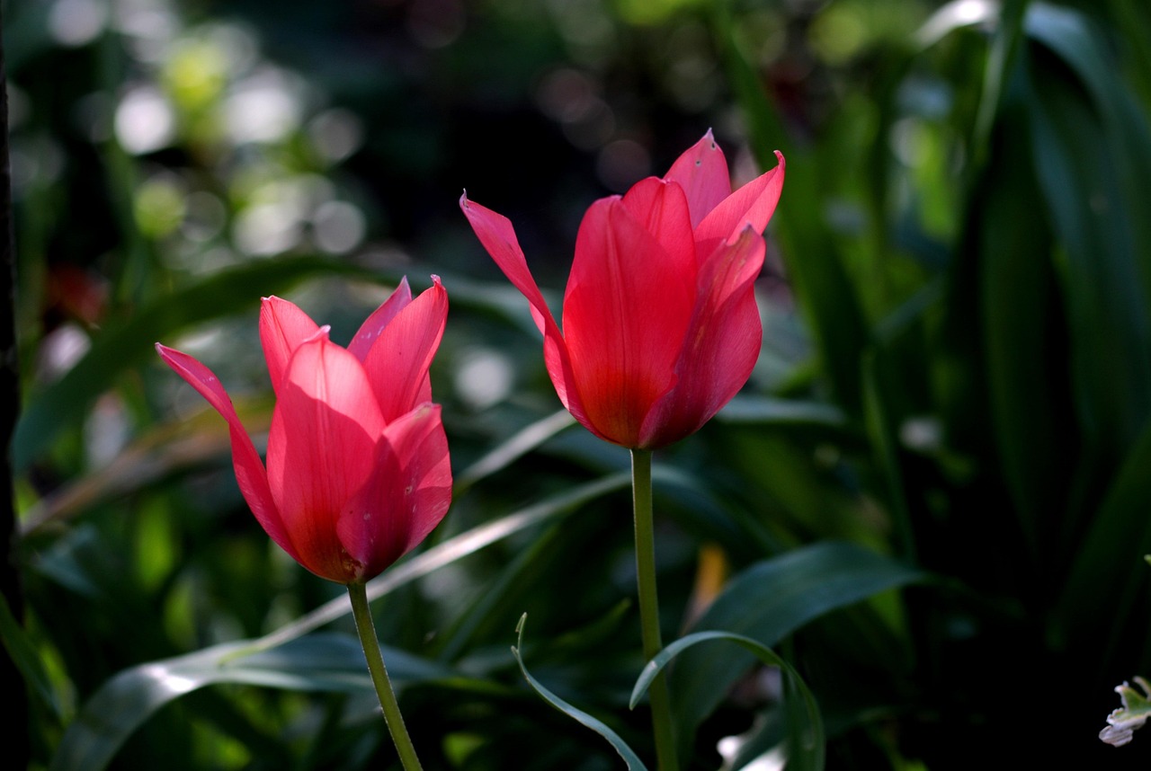 Plod — Tulipán Greigův
