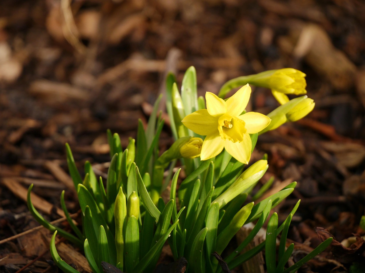 Plod — Narcis Tete-a-Tete