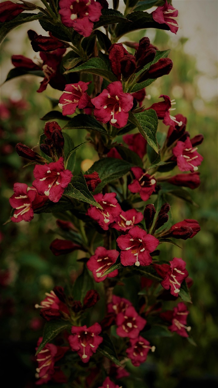 Plod — Weigela Bristol Ruby