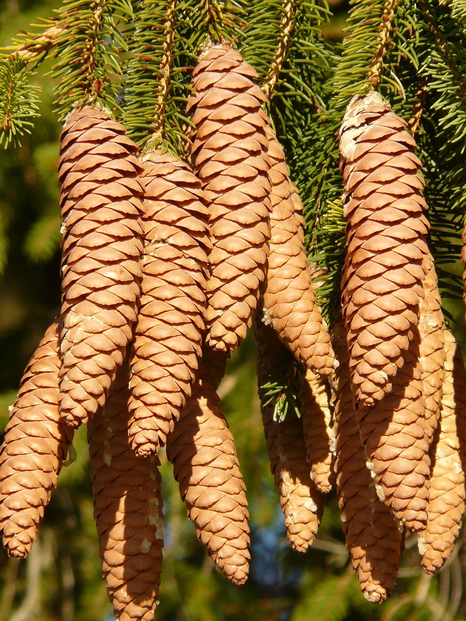 List — Smrk pichlavý Hoopsii
