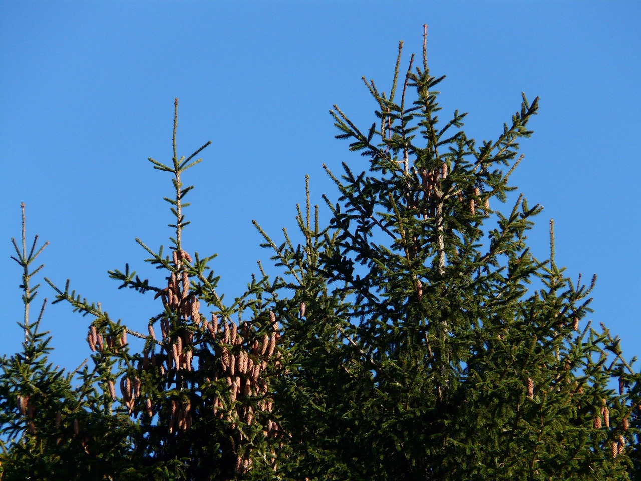 List — Smrk pichlavý Glauca Globosa