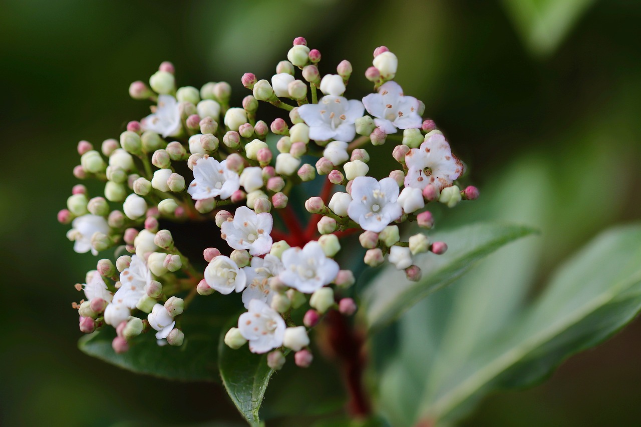 List — Kalina laurustinus