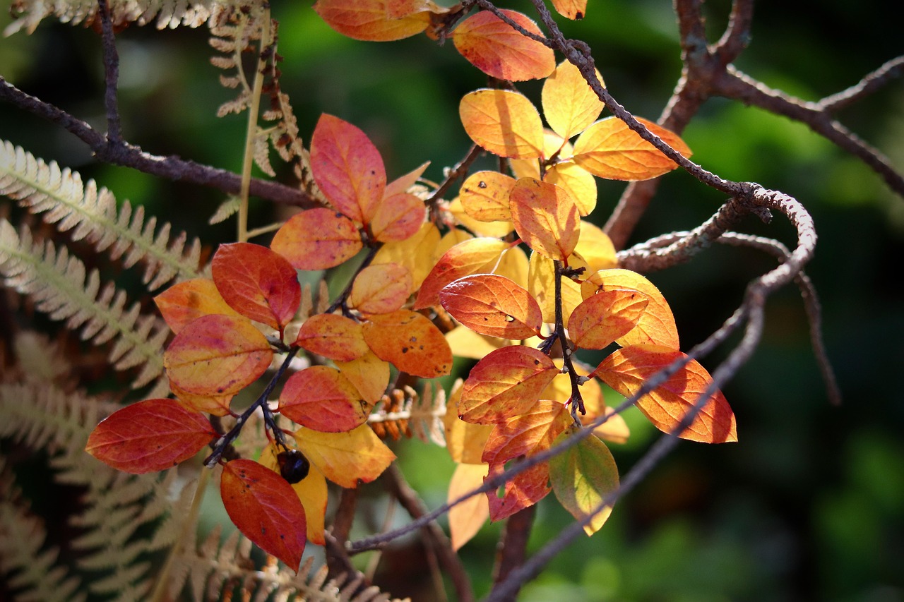 List — Skalník Waterer