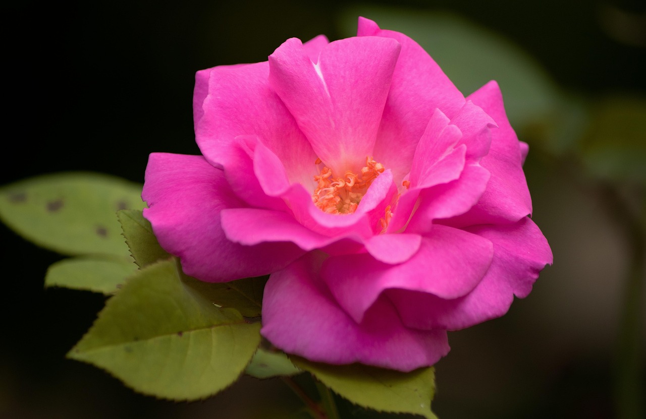 List — Růže Zéphirine Drouhin