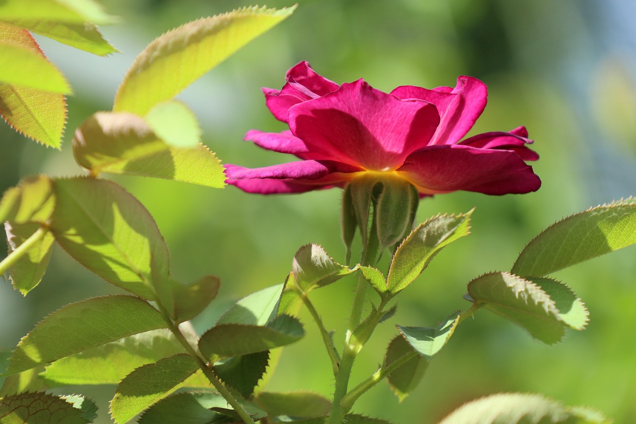List — Růže Rosa Mundi