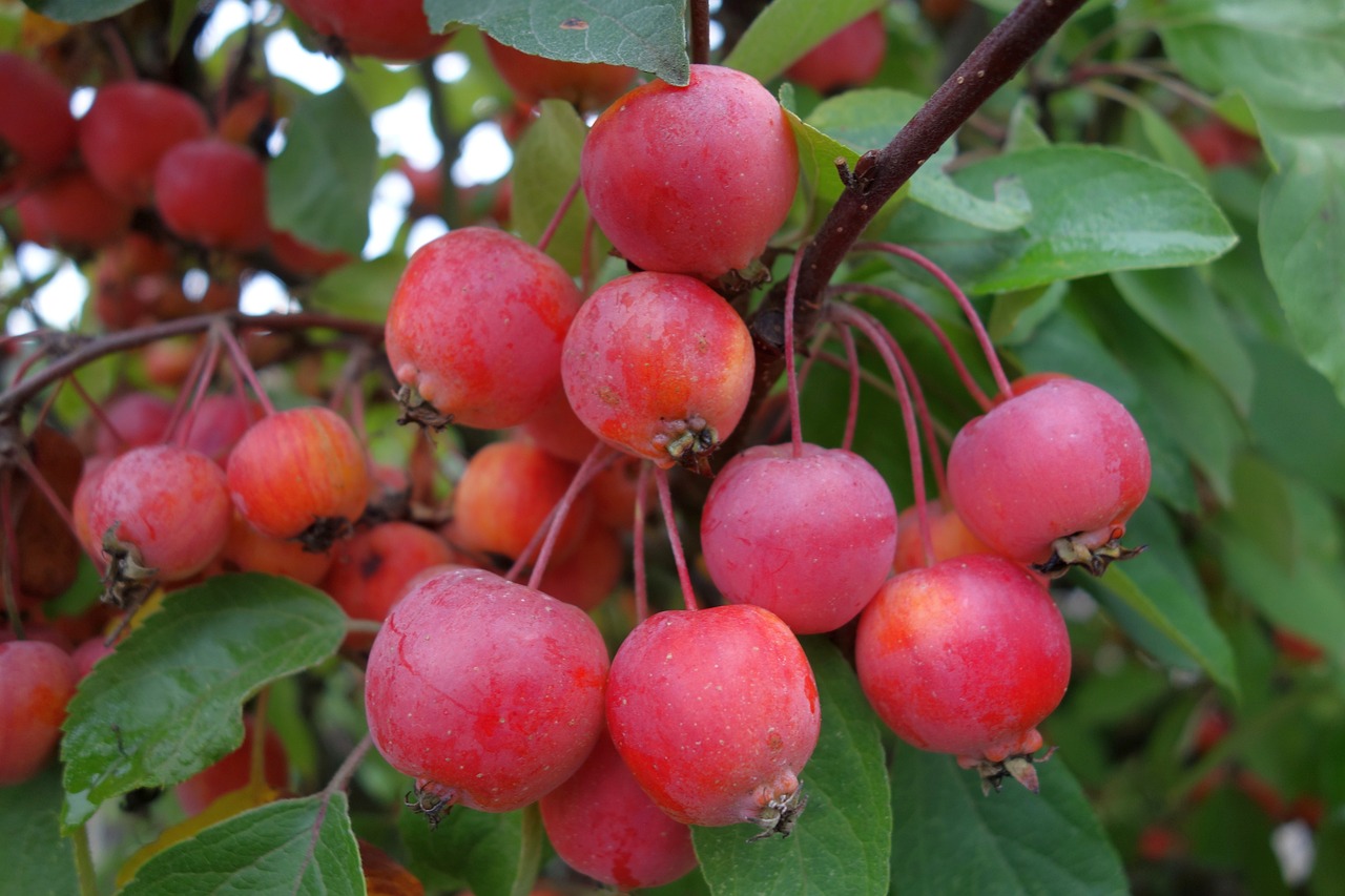 List — Jabloň Golden Delicious