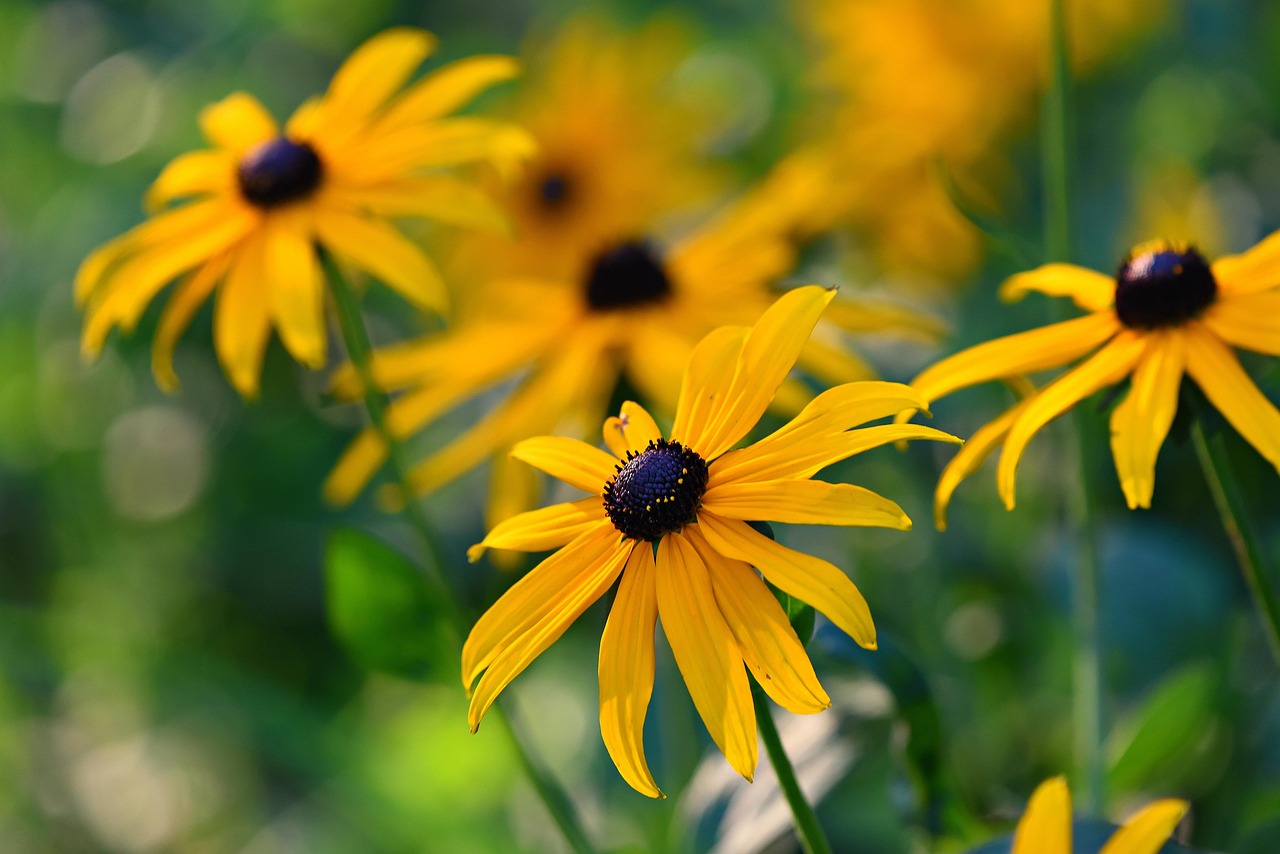 List — Rudbekie srstnatá