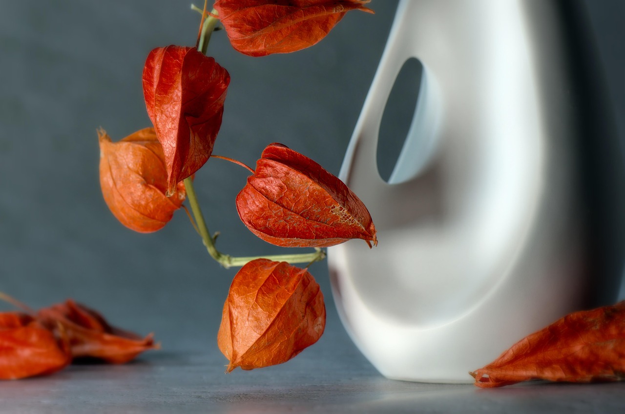 List — Physalis peruánský
