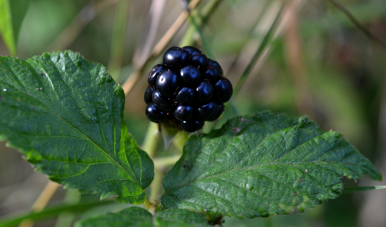List — Ostružiník Black Satin