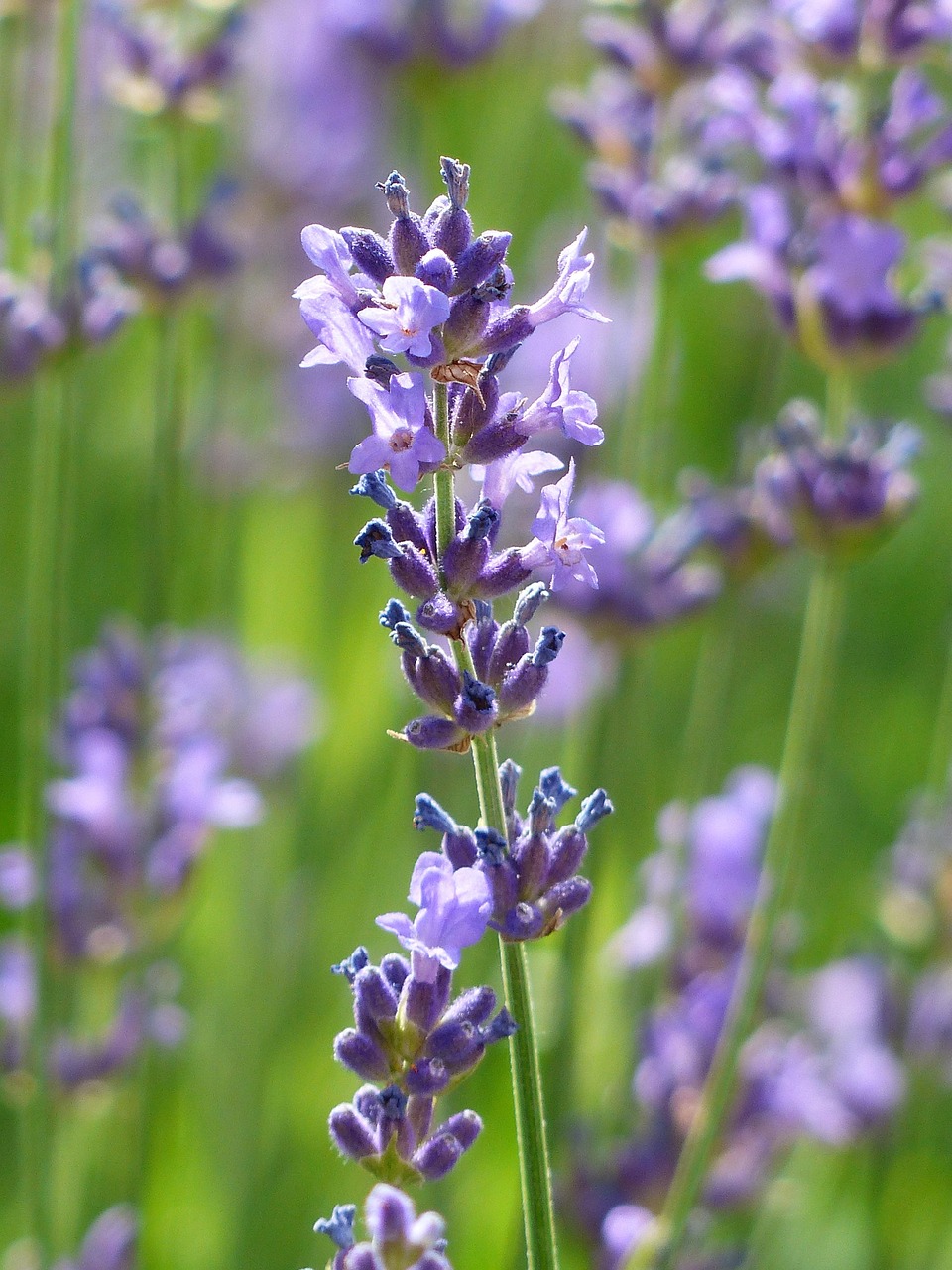 List — Levandule úzkolistá Hidcote