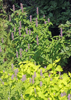 List — Yzop anýzový (agastache)