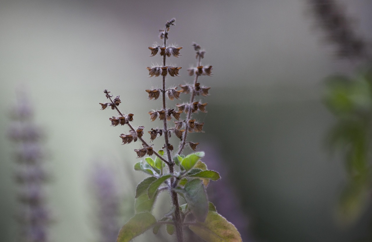 List — Bazalka posvátná (tulsi)