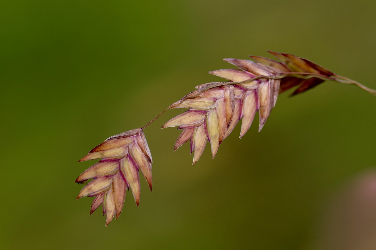 List — Chasmanthium latnaté