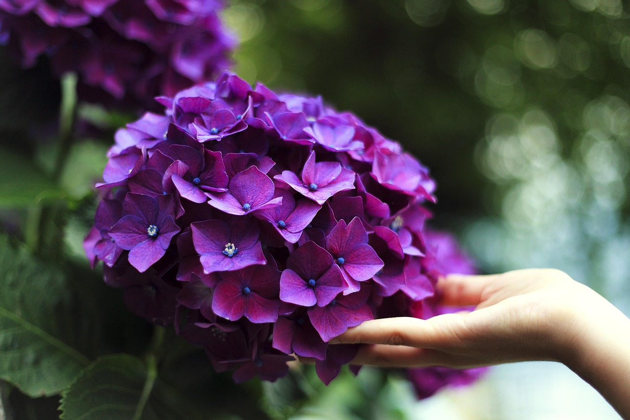 List — Girlandová hortenzie 'Bridal Bouquet'