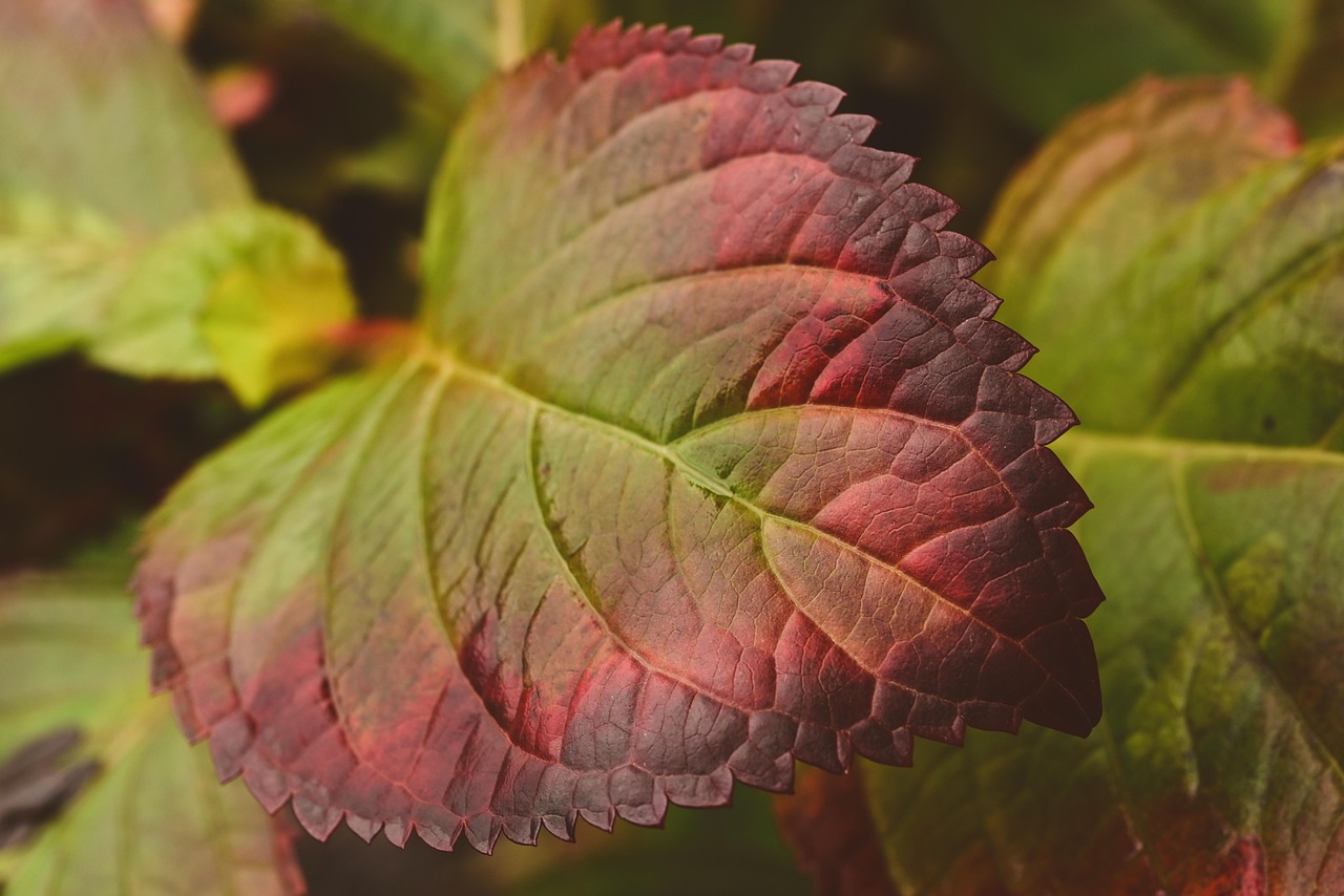 List — Latnatá hortenzie 'Groundbreaker' Blush