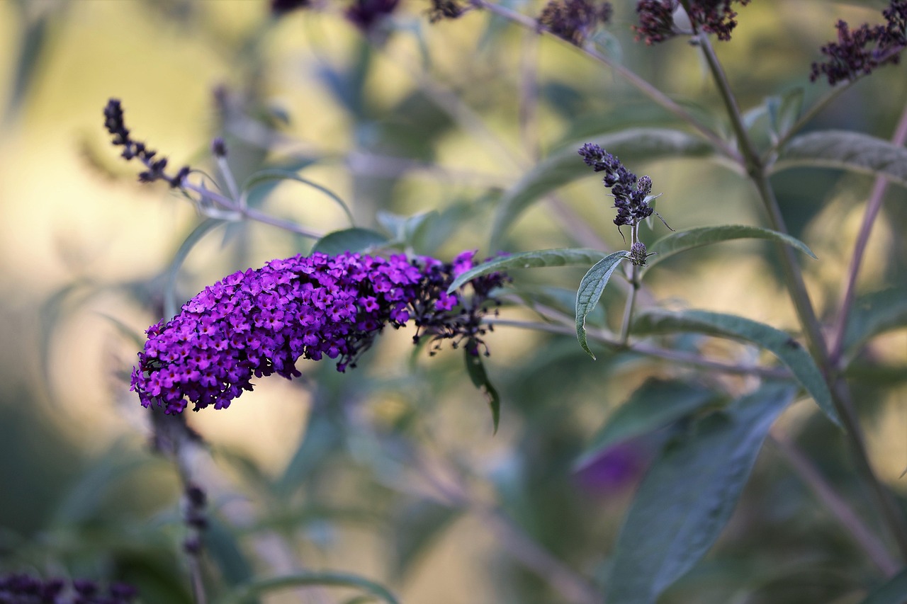 List — Zakrslý letní šeřík (budleja) 'Little Purple'