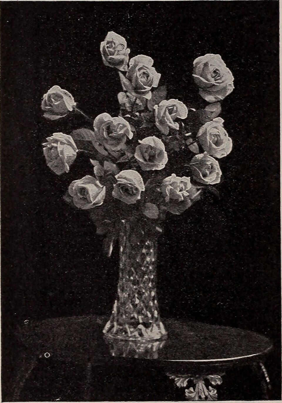 List — Plamének 'Comtesse de Bouchaud'