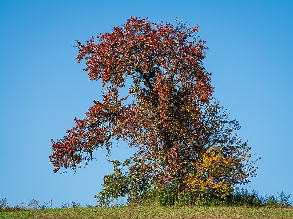 List — Hrušeň 'Dicolor'