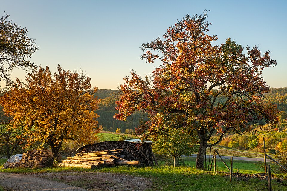 List — Hrušeň 'Gute Luise'