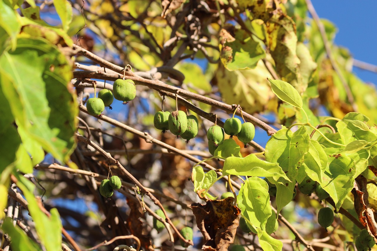 List — Kiwi 'Ken's Red' (aktinidie ostrolistá)