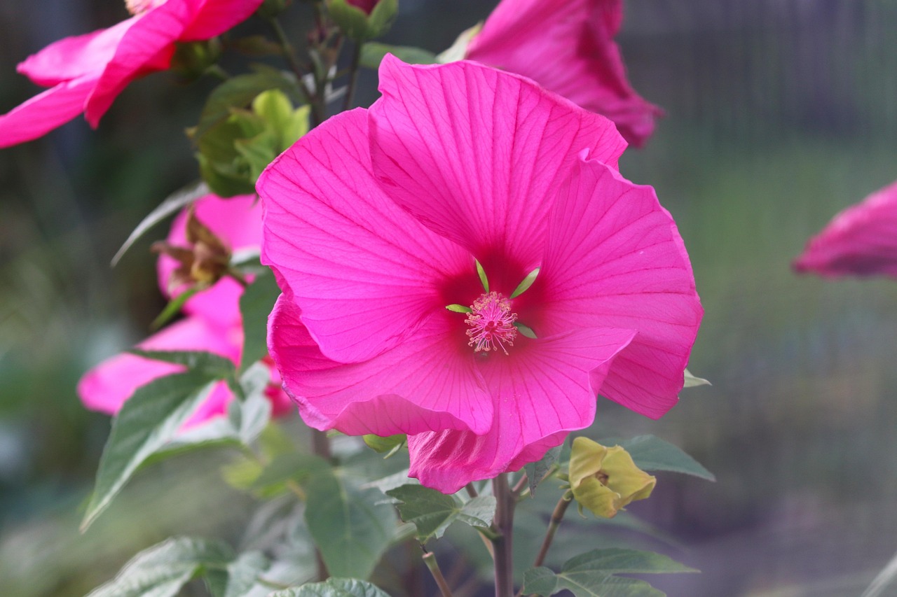 List — Plnokvětý ibišek 'Pink Chiffon'