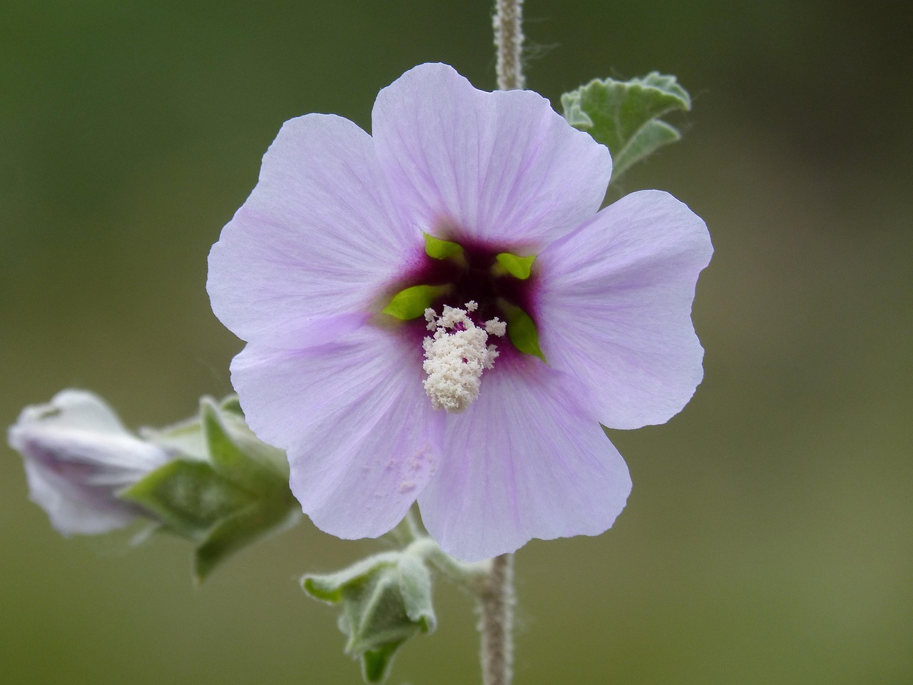 List — Plnokvětý ibišek 'Purple Chiffon'