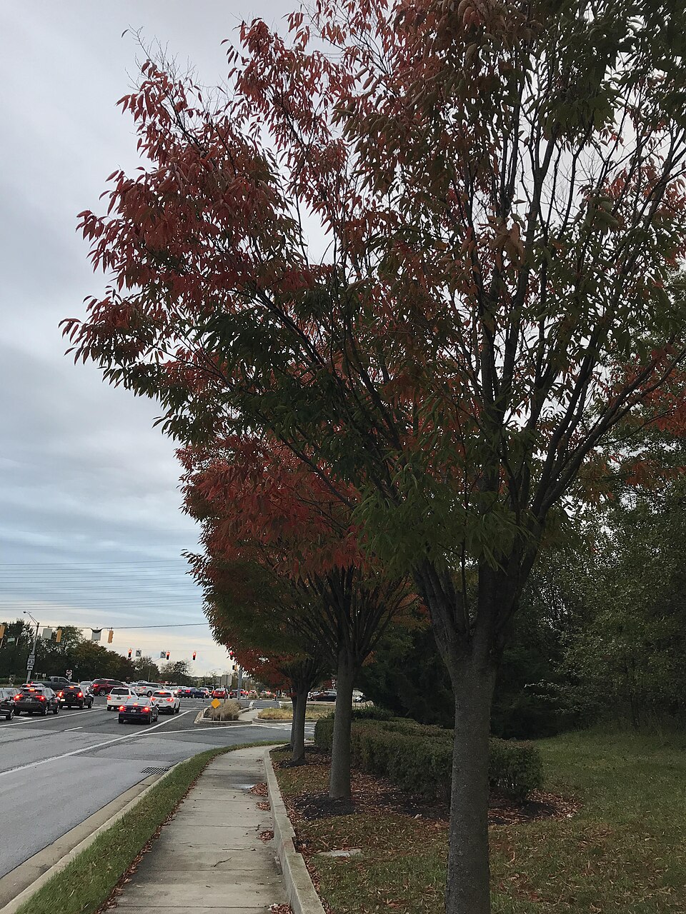 List — Zelkova japonská