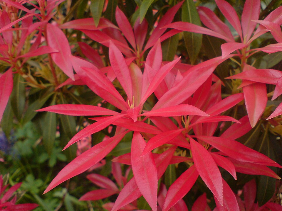 List — Pieris japonský