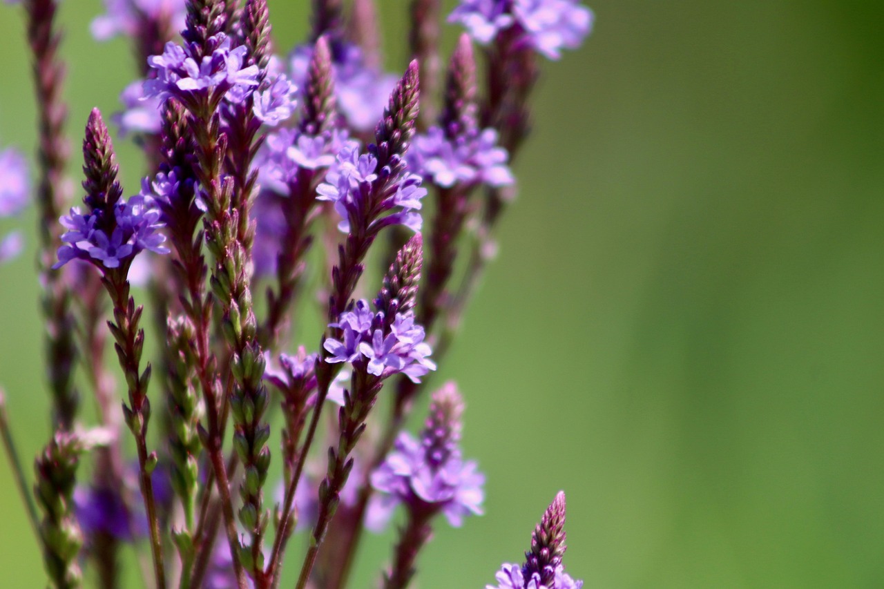 List — Verbena zahradní
