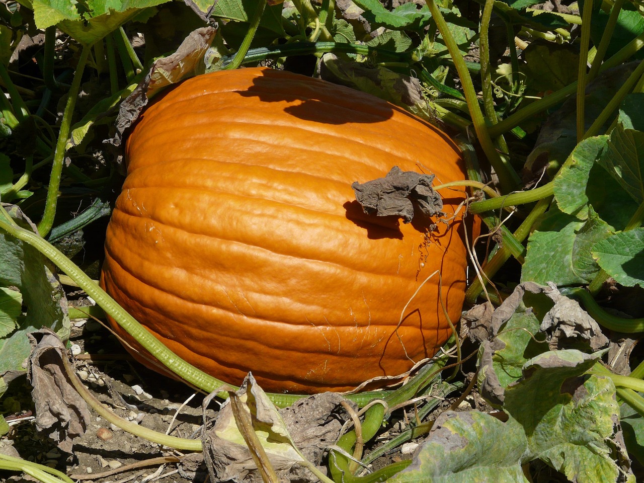 List — Dýně na Halloween
