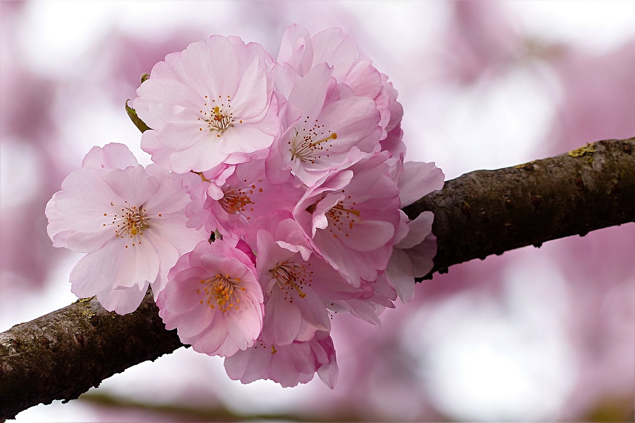 List — Sakura (okrasná višeň pilovitá)