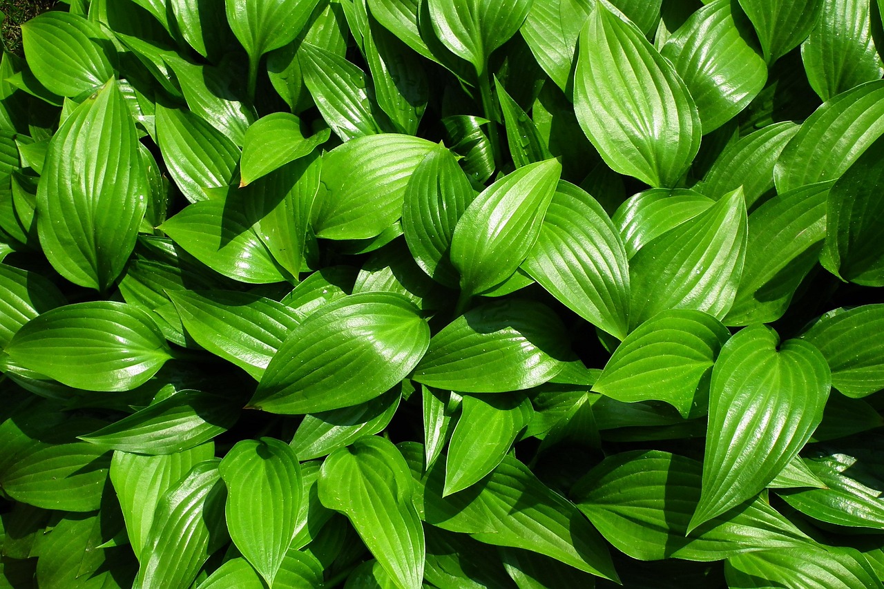 List — Hosta Sieboldova