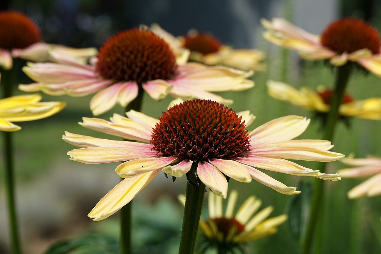 List — Rudbekie náprstníkovitá