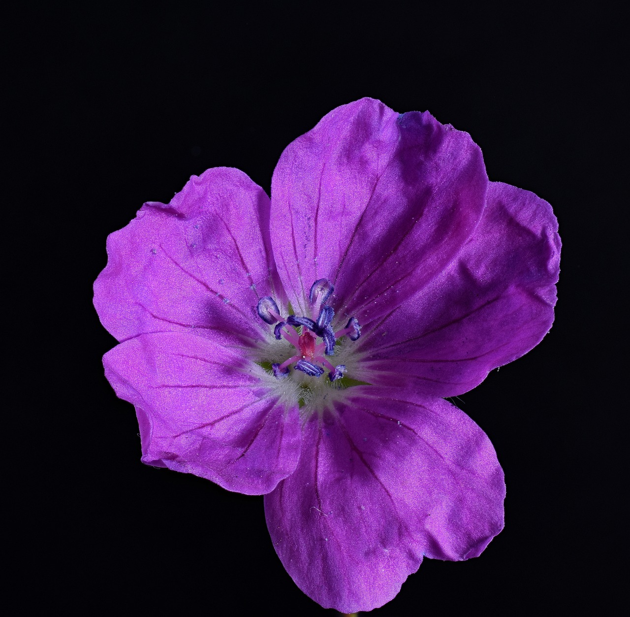 List — Kakost himálajský