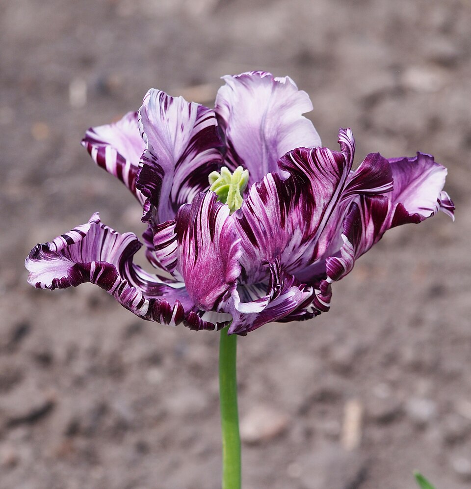 List — Tulipán papouščí