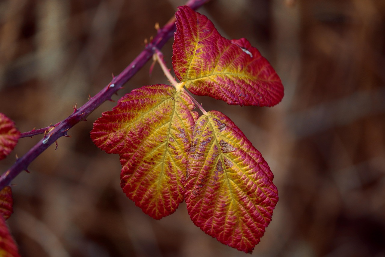 List — Ostružiník Loganova (Loganberry)