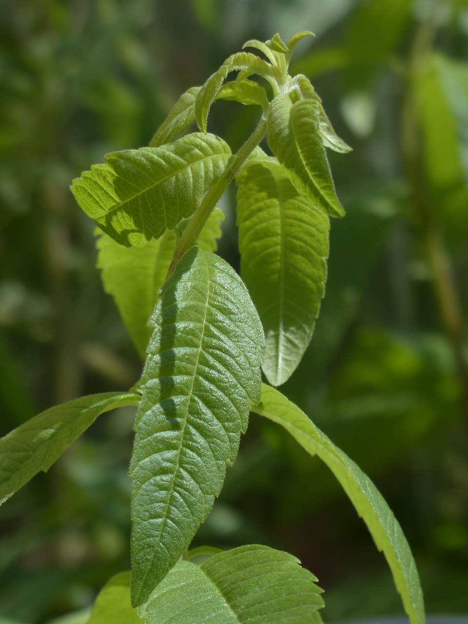 List — Verbena citronová