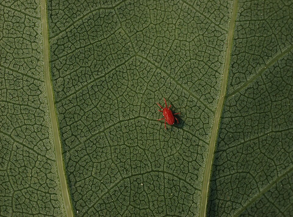 List — Liliovník tulipánokvětý