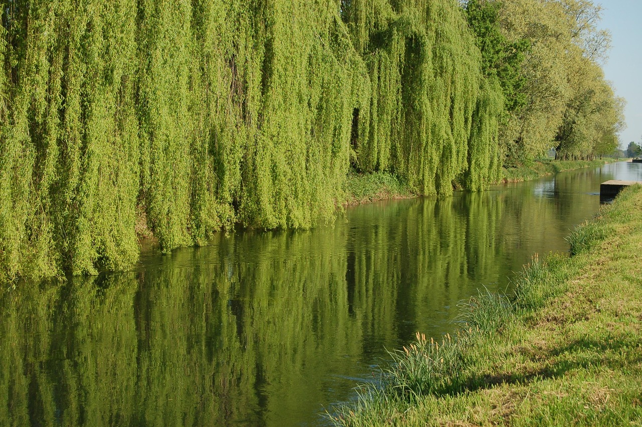 List — Vrba babylonská (smuteční)