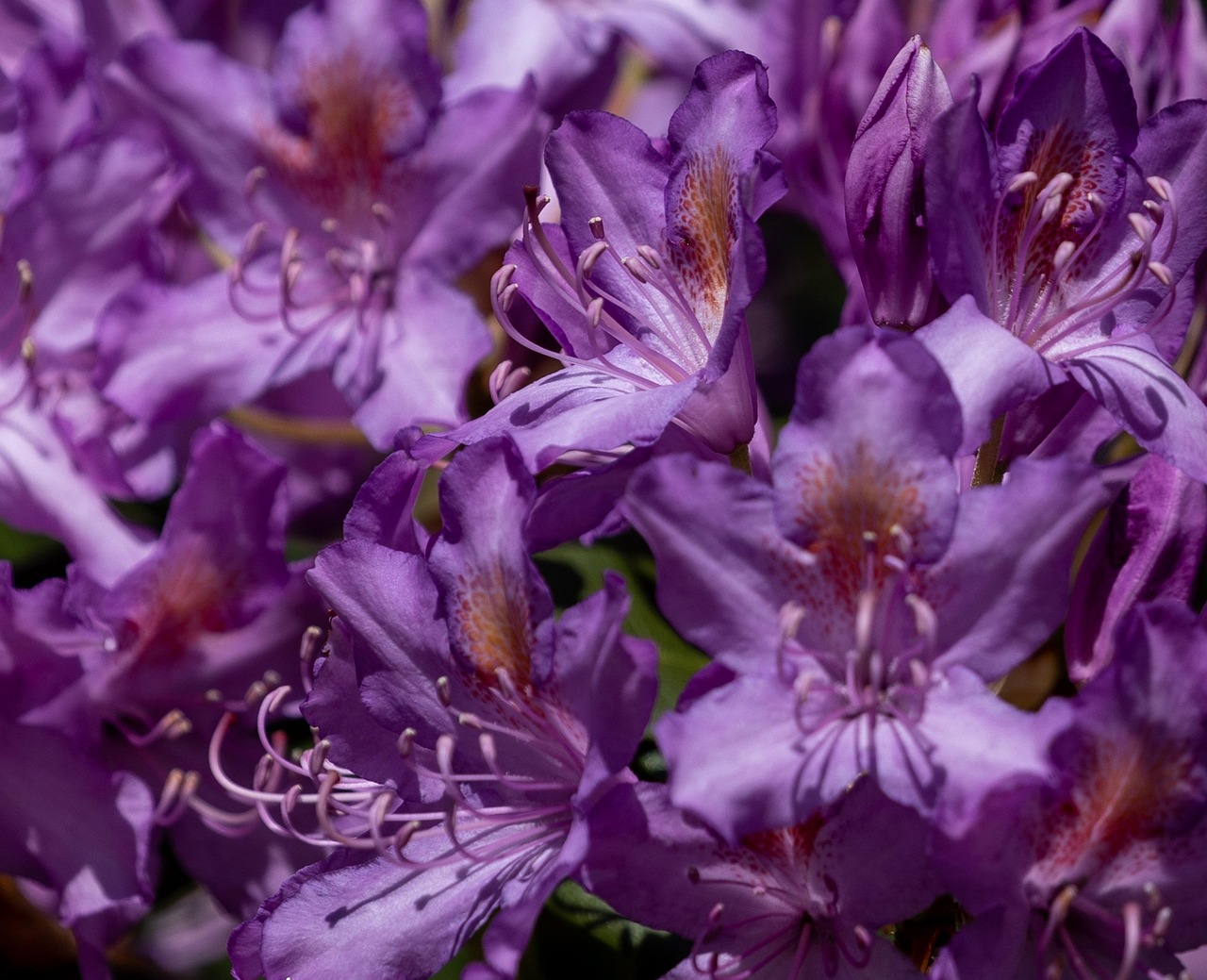 List — Pěnišník (rododendron)