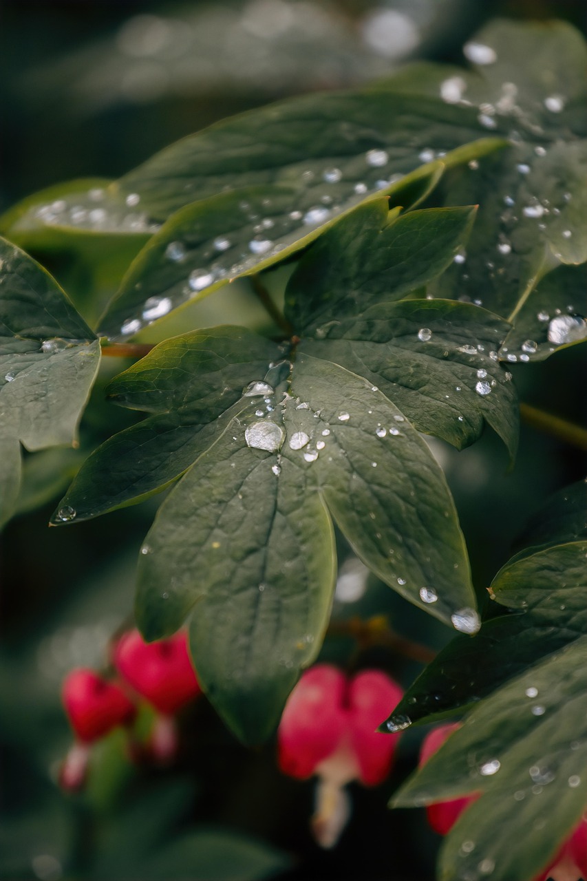 List — Růže mnohokvětá (floribunda)