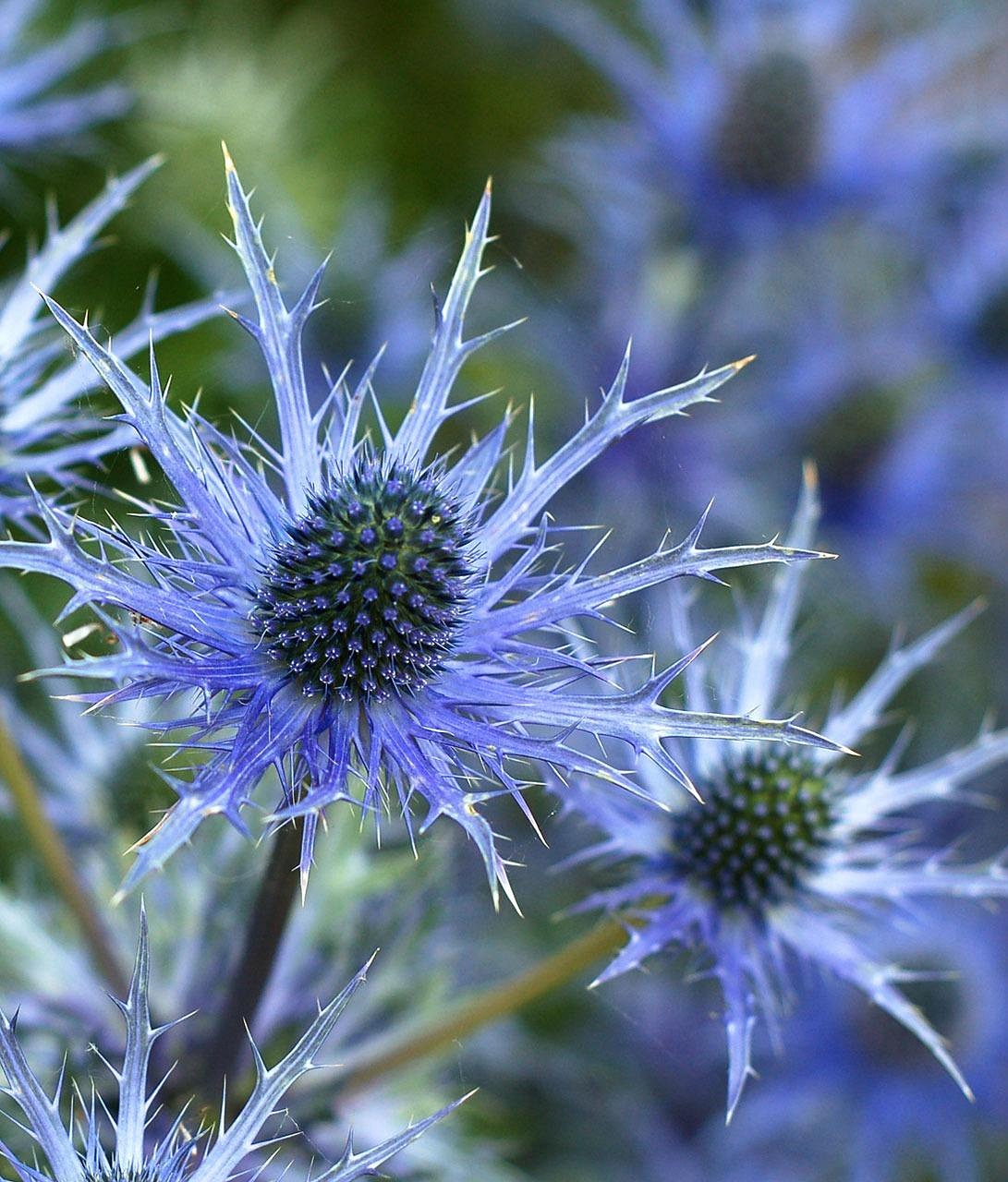List — Bodláček ozdobný (eryngium)